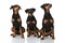 Three german pinscher