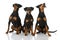 Three german pinscher