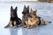 Three German shepherds