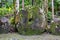 Three giant prehistoric megalithic stone coins or money Rai, under trees overgrown in jungle. Micronesia, Oceania.