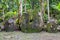 Three giant prehistoric megalithic stone coins or money Rai, under trees overgrown in jungle. Yap island, Micronesia, Oceania.