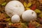 Three giant puffball mushrooms surrounded by autumn leaves