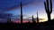 Three Giant Saguaros Carnegiea gigantea against the background of red clouds in the evening at sunset. Organ Pipe Cactus