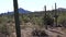 Three giant saguaros carnegiea gigantea at Hewitt canyon near Phoenix. Organ Pipe Cactus National Monument, Arizona, USA