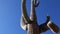 Three Giant Saguaros Carnegiea gigantea at Hewitt Canyon near Phoenix. Organ Pipe Cactus National Monument, Arizona, USA