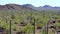 Three Giant Saguaros Carnegiea gigantea at Hewitt Canyon near Phoenix. Organ Pipe Cactus National Monument, Arizona, USA