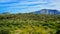 Three Giant Saguaros (Carnegiea gigantea), thickets of giant cacti in the stone desert in Arizona