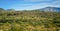 Three Giant Saguaros (Carnegiea gigantea), thickets of giant cacti in the stone desert in Arizona