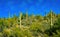 Three Giant Saguaros (Carnegiea gigantea), thickets of giant cacti in the stone desert in Arizona
