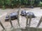 Three giant tortoises having meeting