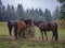 three ginger brown horses eating straw on meadow with autumn misty forest background