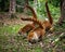 Three ginger coatis searching for food.