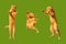 Three ginger dancing cats isolated on a green background