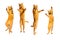 Three ginger dancing cats isolated on a white background