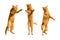 Three ginger dancing cats isolated on a white background