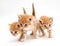 Three ginger kitten