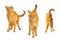 Three ginger standing and licking cats isolated on a white background