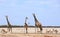 Three giraffe on the African plains surrounded by Springbok