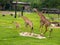 Three giraffe family in the zoo green grass background with friends in Thailand.