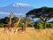 Three giraffe on Kilimanjaro mount background