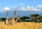 Three giraffe on Kilimanjaro mount background in National park o