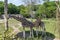 Three giraffe in the shade of the trees