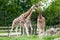 Three giraffes