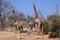 Three giraffes in the Chobe National Park in Botswana, Africa