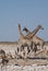 Three giraffes in Etosha National Park