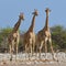 Three giraffes in the Etosha National Park