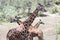 Three giraffes intersecting