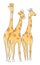 Three giraffes line art drawing