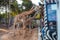 Three giraffes put heads in car and waiting food from tourist