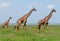 Three giraffes in savannah