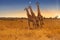 Three Giraffes standing side by side - Kruger National Park, South Africa