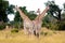 Three giraffes standing together in African bush, Botswana