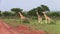 Three Giraffes Walking in Around in Uganda