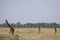 Three Giraffes walking on the plains of the Masai Mara