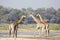 Three giraffes walking by a river