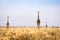 Three giraffes walking on savanna