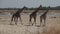 Three giraffes walking in super slow motion