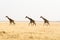 Three giraffes walking throug grass land.