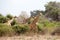 Three giraffes on yellow grass, green trees and blue sky background close up in Chobe National Park, safari in Botswana