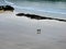 Three girls walk bare foot across Newquay beach, in Cornwall, at the end of the day as the tide departs.