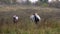 Three girls in wedding dresses are riding horses along field