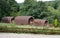 Three glamping pod on campsite