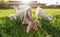 Three goat kids grazing on fresh spring grass, their blurred mother and sun backlight farm in background. Wide angle photo