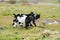 Three goat kids grazing on meadow, wide angle close photo with backlight sun.