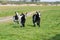 Three goat kids grazing on meadow, wide angle close photo with backlight sun.