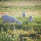 Three goats chewing a grass on a farmyard